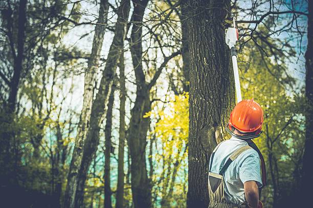 Best Emergency Tree Removal  in Strawberry Point, IA